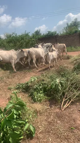 Where is that Alfa 😂😂😂😂😂