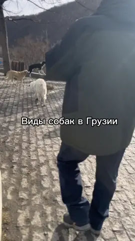 Снимать про пупсика не буду, т к все таки чужой двор🥹 Перезалив старого моего видео🩷 #рек #elbruso✨ #собакаприколы #bloject #собаки 