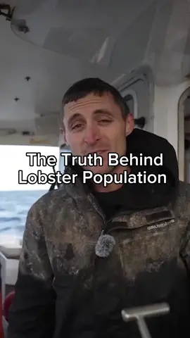 We throw WAY more lobsters back than we keep! The legal size slot is tiny compared to all the lobsters we catch #maine #interesting #fishing #seafood #commercialfishing #lobster #lobsterfishing