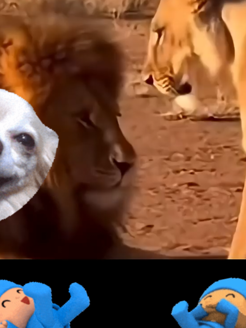 #solidario  #memealeatório  #viralvideo #streaming  #parati 