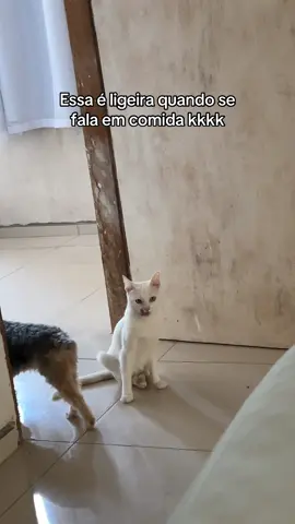 #meme #gatitos #catsoftiktok #leandrinha #viral 