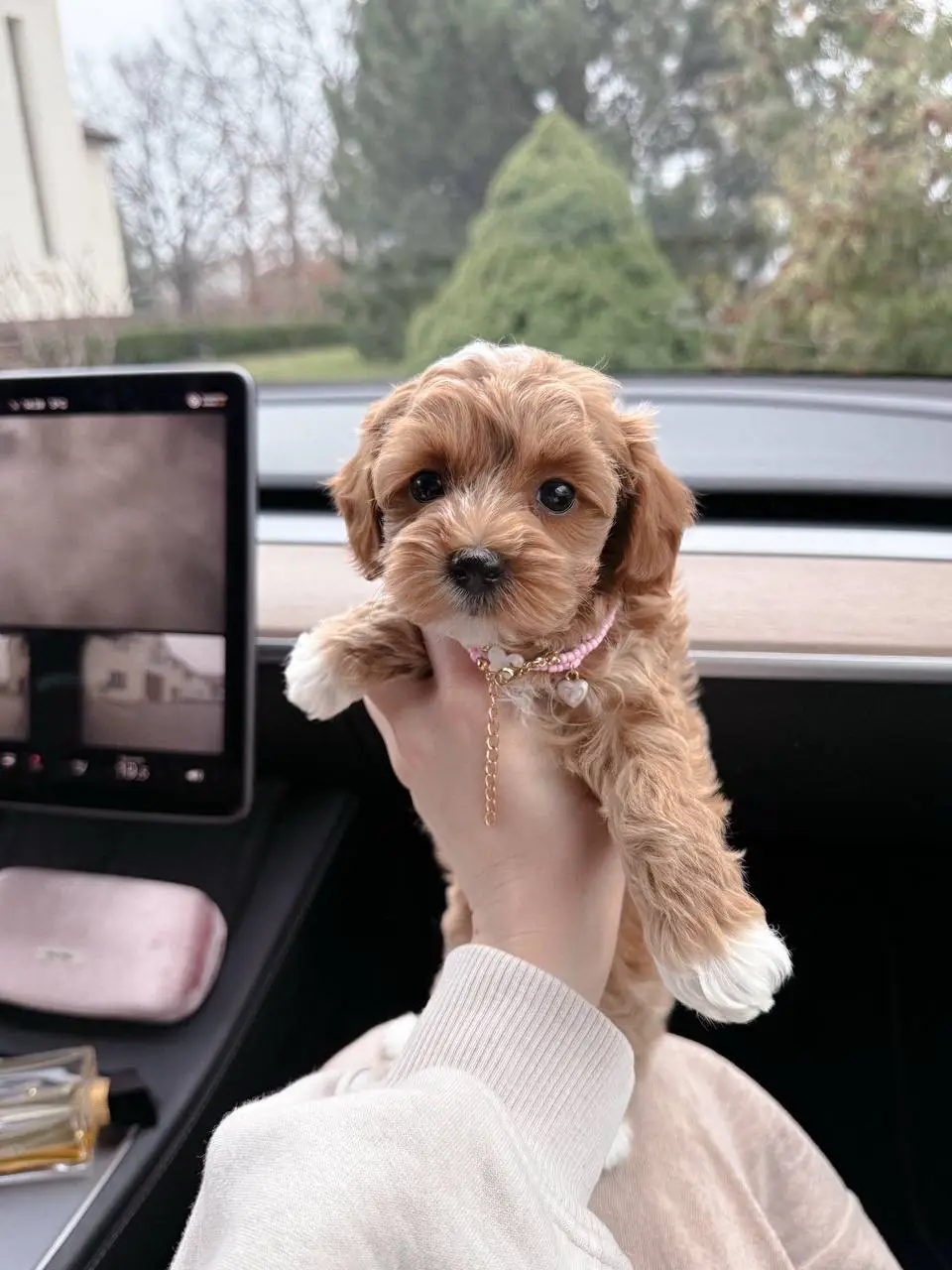 🐾 Meet Our Precious maltipoo puppies 🤎🥰 We’re thrilled to announce that our sweet Maltipoo puppies are now ready for adoption! Raised in a loving, family-friendly environment,   well-socialized with children and other pets. This adorable pups are  ✔️ Up to date on all vaccinations ✔️ Potty trained (indoors & outdoors) ✔️ Happy, healthy, and eager to find his forever home They’re erfect companion—loyal, playful, and full of love. Don’t miss out on the chance to welcome this little creatures into your life! 📩 Message us for more details or to schedule a visit!
