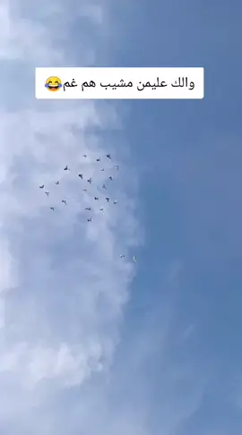 #هههههههههه #😂😂😂😂😂 #متابعه_ولايك #اكسلبوررررر 