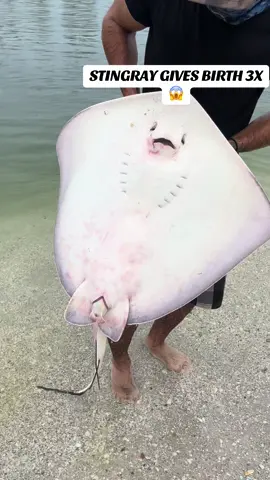 STINGRAY GIVES BIRTH 3X! While snook fishing with live baits this unexpected stingray took the bait! All babies and mom were safely released and swam off strong and I’m going to say one thing to battle all the Karen’s that are about to comment on this “leave her alone” I could have legally used these babies and the mom as shark bait so let that sink in before you comment something negative 🤣  #fishinglife #fishing #foryoupage #fyp 