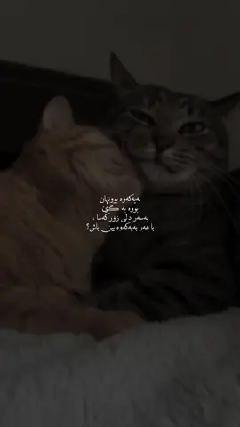 🤎٠#creatorsearchinsights #foryoupage #foryou #fypシ゚viral #actives? 