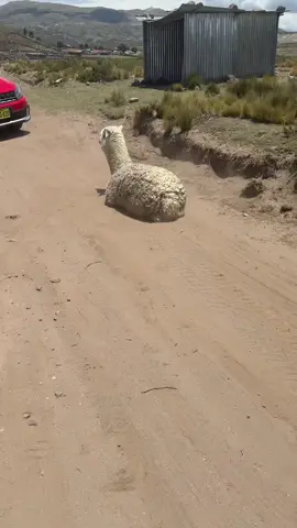 Apurímac siti llegamos asta este lugar 