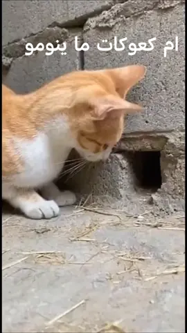 دا الحاصل يا جنجويد في كردفان #بل_بس #القوات_المسلحة_السودانية #الامارات_تدعم_مليشيا_الدعم_السريع #لا_سلم_الله_الامارات 