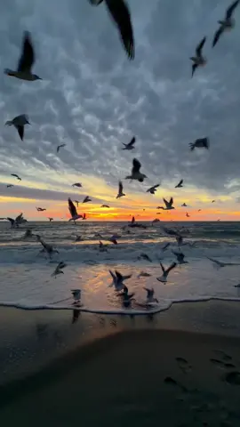 #sunriseview #рассвет #🌊🌊 #birds #sunrise 