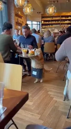 Orange Cat Goes from the Women’s Salon to work in a restaurant  😹💅 #orangeCat #funnyCat #catvideo #catlover #FYP 