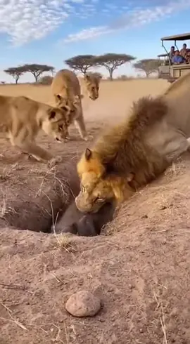 MR WARTHOG GAME 🤣