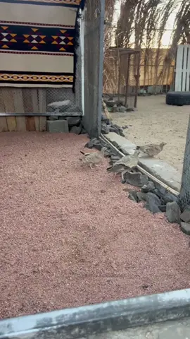 #بيشه #اكسبلور #محمية #الجونه 