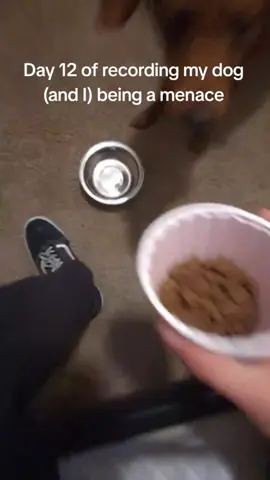 My head no dey house😂💔 #funny #gehgehchallenge #funnypets #dogs 