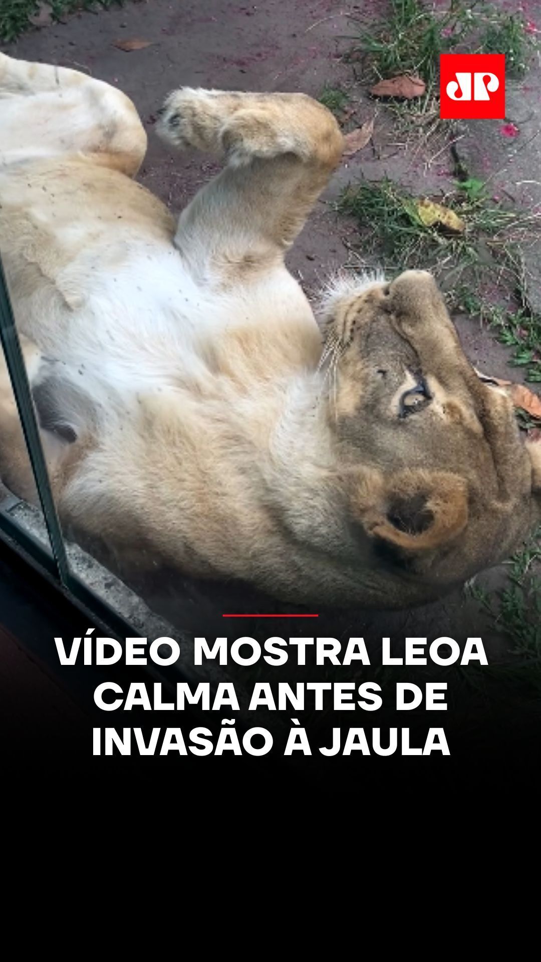Um vídeo gravado dias antes da invasão à jaula de leões, no Parque Zoobotânico Arruda Câmara, em João Pessoa (PB), mostra a leoa deitada, tranquila e sem qualquer sinal de estresse. As imagens reforçam que, até então, a rotina no espaço seguia normalmente. A cena contrasta com o episódio deste domingo (30), quando um homem escalou estruturas superiores a seis metros, ultrapassou as grades de proteção e entrou no território do animal. O jovem de 19 anos foi atacado logo em seguida e não resistiu. Segundo a administração do zoológico, o comportamento da leoa era estável e a situação fugiu completamente dos protocolos previstos. De acordo com a direção do parque, o animal segue monitorado após o estresse causado pela invasão. 🎥 Reprodução: @melissamdrs | @myhoodbr 📺 Confira na JP News e Panflix #JovemPanNews #Notícias #Leoa #JoãoPessoa #Zoológico