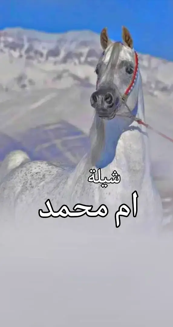 #شيلات_مدح #باسم #ام_محمد #حفلات #2025 