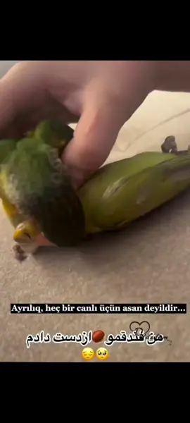 #quşlar bir birindən ayrıla bilmir bəs insan neyləsin 🍂🥀