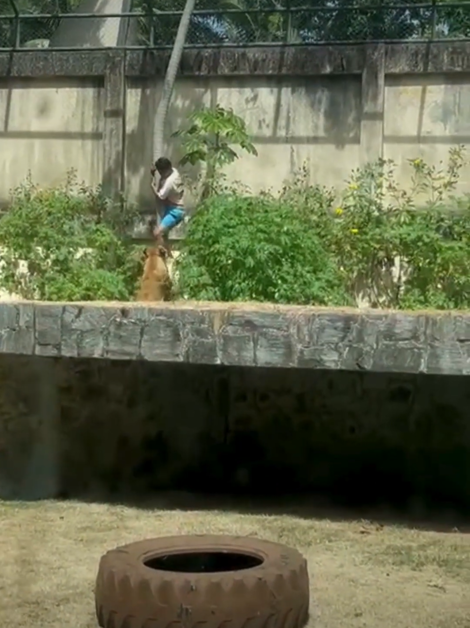 Um homem morreu após invadir a jaula de uma leoa no Parque Zoobotânico Arruda Câmara (Bica), em João Pessoa, Paraíba, neste domingo, 30 de novembro de 2025