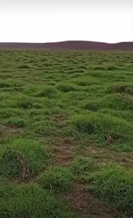 #الحدود_الشمالية_عرعر.