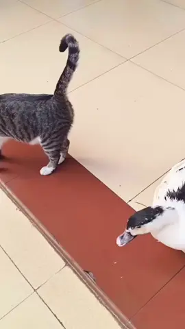 Cat and so funny videos 😂😂😂  #funnycat #funny #funnyvideos #foryou #tiktok 