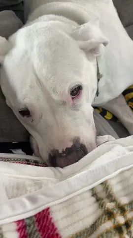 That puppy #dogo #dogoargentino #dogs #dogsoftiktok #fyp 