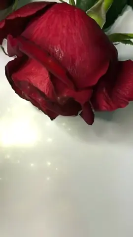 #في هذا اليوم 