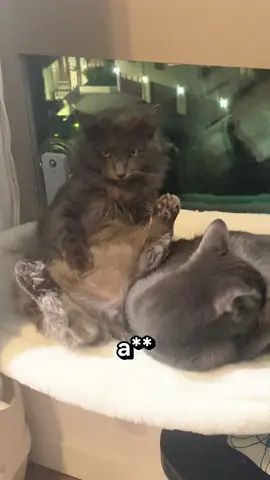 The story of the stray cat Dukumbo  #straycat #cats #fluffycat #catmom #cattok 