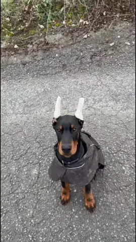 doberman puppy for adoption  #doberman #dobermanpuppy #dobermanpinscher #dobermansoftiktok #usa_tiktok 