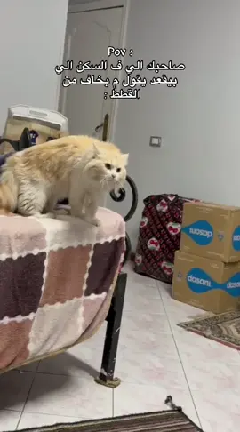 😂😂 #fyp #viral #foryou #explore #trending 