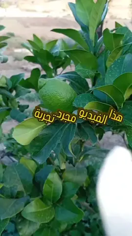 #LIVEIncentiveProgram #LIVEStory #PaidPartneدكship #fyyyyyyyyyyyyyyyy #زراعة 