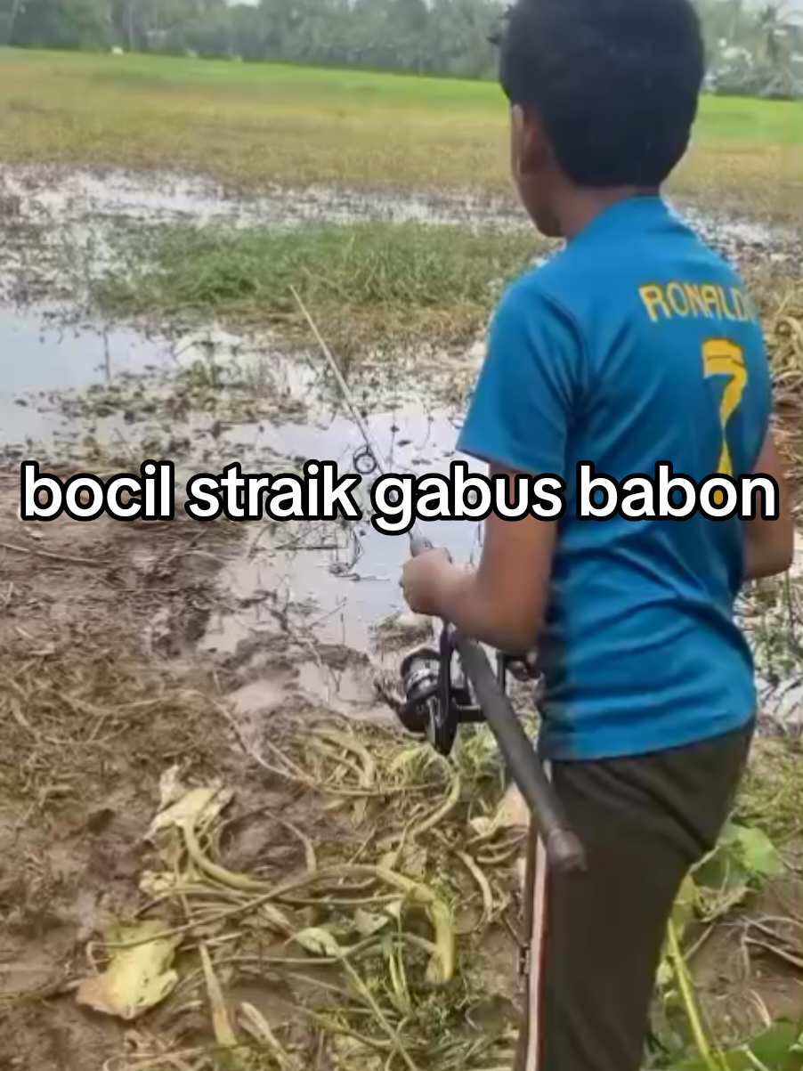 bocil straik gabus babon #Mancing #OlahragaMancing #MancingIndonesia  #Pemancing . #Ikan .  . 