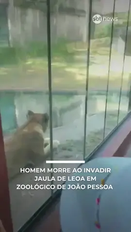 Um homem morreu na manhã deste domingo (30) após invadir o recinto de uma leoa no Parque Zoobotânico Arruda Câmara, em João Pessoa (PB). Vídeos divulgados nas redes sociais mostram o momento em que ele escala uma estrutura alta, acessa o telhado do recinto e entra na área onde o animal é mantido. A leoa acompanha todo o percurso e, assim que o homem cruza a entrada da jaula, avança e o ataca pelo pescoço. Ele morreu ainda no local. Segundo as primeiras informações, o animal não chegou a se alimentar da vítima. 💻 Confira a reportagem completa. Link na bio. 📸 Reprodução/ Redes Sociais #sbtnews #notícias #jornalismosbt #ccbmocidade #ccb 