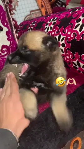 #fpyシ #شعب_الصيني_ماله_حل😂😂 