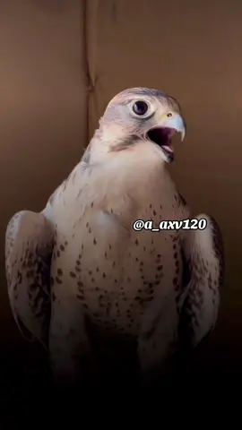 #أكسبلور_شعر_حكم_خواطر 