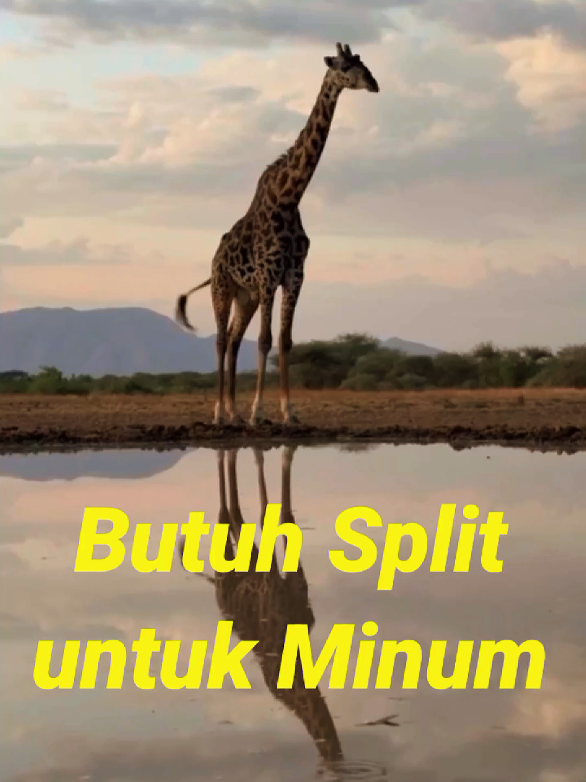 Butuh split untuk minum doang #jerapah #hewan #animals #binatang 