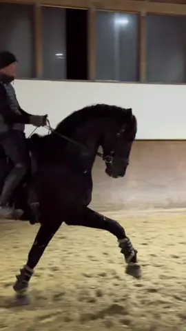 Meet our 4yo Stallion from Iron 🔥🔥🔥 Dm for sale inquiries 