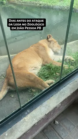 A notícia do homem que morreu  após ataque de Leoa no zoológico da Bica me deixou bem sensivilizada. Estávamos visitando o lugar dias antes #zoologico #leoa #joaopessoa #noticiasjp #ataqueleoajp 