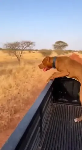 Pitbull Attacks Hyena Most Shocking Moments #hallowen #pitbull #wildlife #animal #hyena #dog