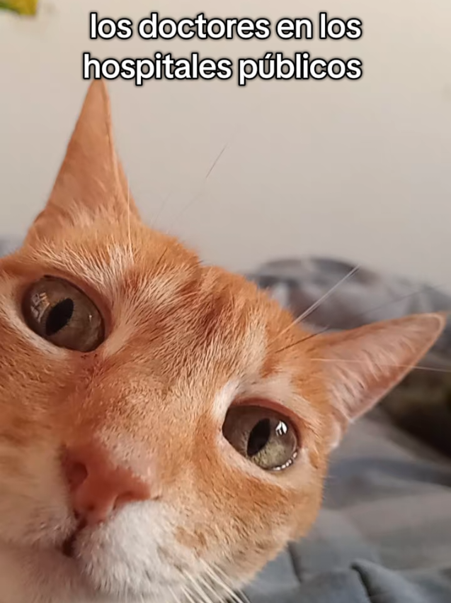 vaya médicos 😦🗣 #catsoftiktok #fyp #humor #gato #trend 