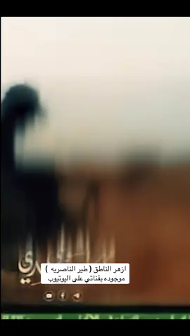 ازهر الناطق طير الناصريه #المنشد_ازهر_الناطق #التيار_الصدري_عائلتي_الكبرى #جيش_المهدي_قادم #مقتدى_الصدرأعزه_الله #لواء_اليوم_الموعود 