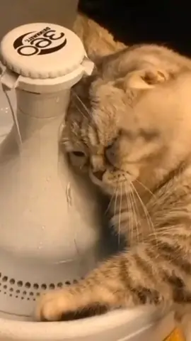 pernikahanmu #pernikahanmu#kucing#sedih#lucu#fy