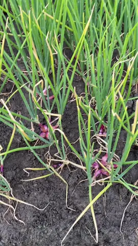 Semoga ada cintanya🖐️🔥💸#fyp 