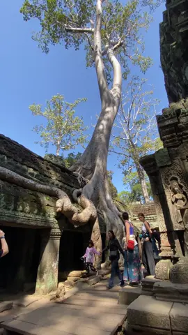 សម្រស់ប្រាសាទតាព្រហ្ម #ចម្រៀងពីរោះៗ #ប្រាសាទបុរាណខ្មែរ🇰🇭🇰🇭🇰🇭 #បុរាណ #ទេសភាពស្រុកស្រែ🌄🏜️🌱🌼🌾🐟 #សម្រស់នារីខ្មែរ 