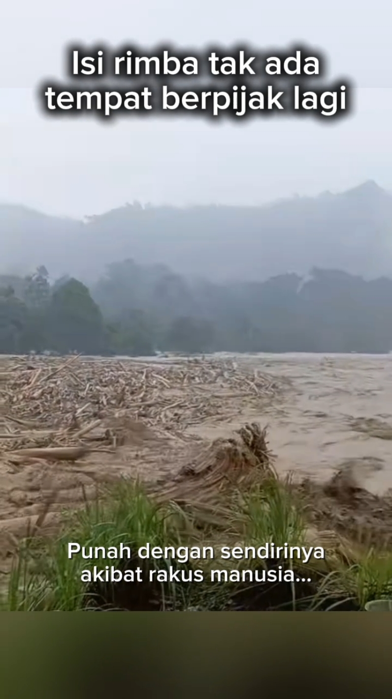 Isi rimba tak ada tempat berpijak lagi #bencanabanjir #doakansumut #doakansumbar #doakanaceh #videoviral #reelsviral #fyp 