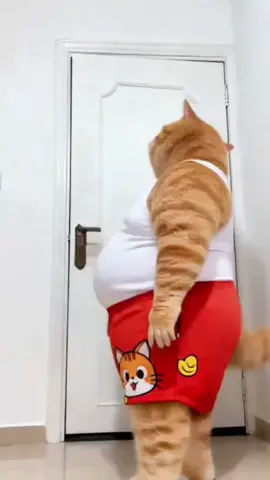 #จ่ายแพงไปทำไม #ทาสแมวของแทร่ #Viralcattiktoks #แมวที่เล่นกีต้าร์ได้นิดหน่อย #คลิปนี้ต้องฟีด  