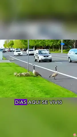 Father Goose waited for his family to successfully cross the road.#animals #Foryou #Friendship #Us #fyp #goose 