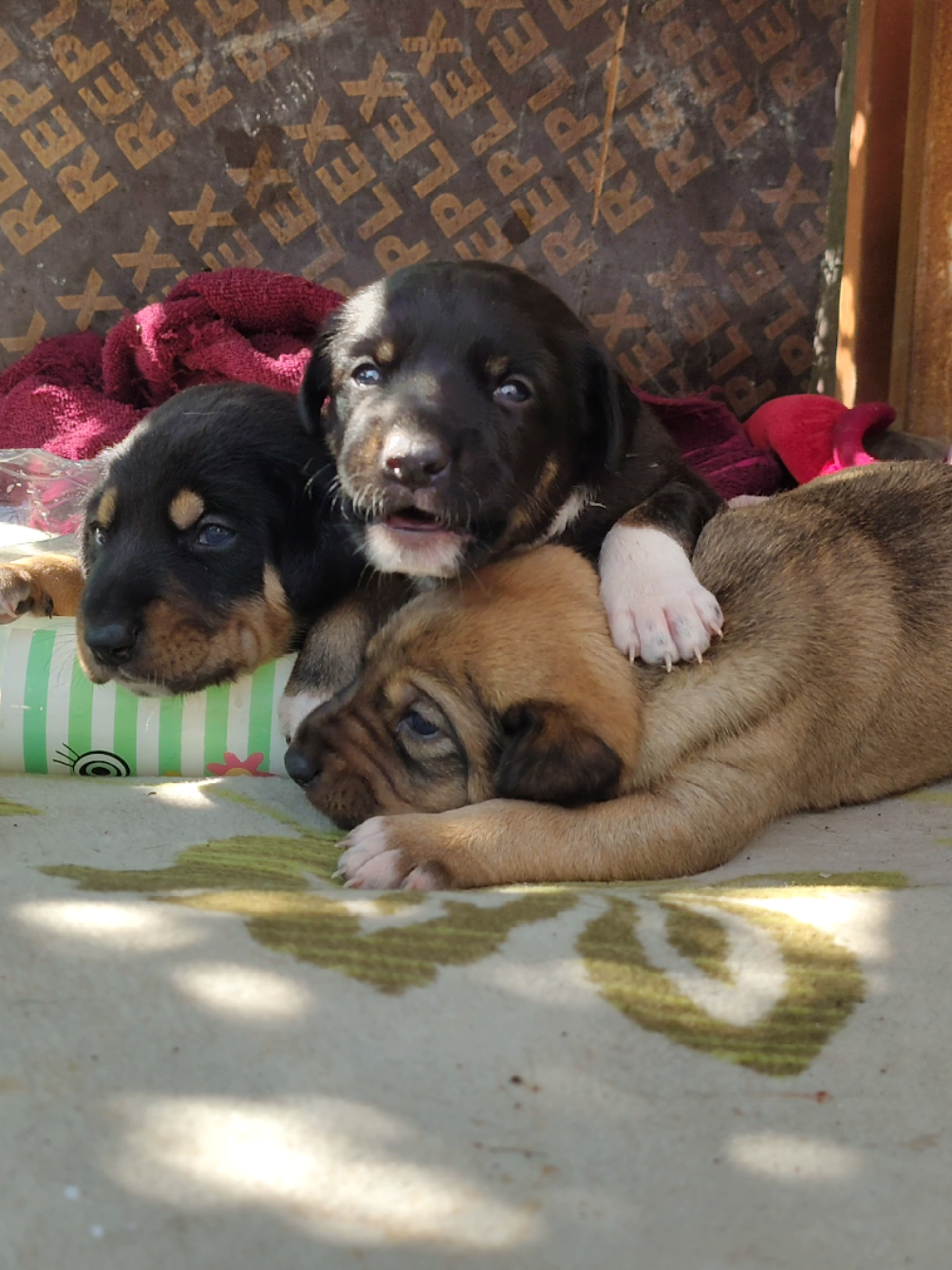 Baby Puppies Crying for Milk 🍼😢 | Hungry Newborns Begging for Help ❤️ #newbornpuppies #puppyrescue #cryingpuppies #bottlefeedingpuppies #cuteanimals 