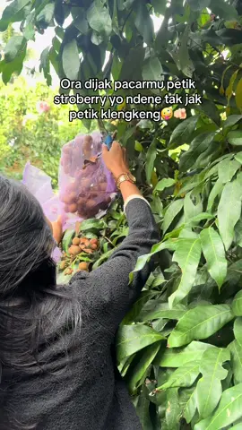 Petik sendiri, timbang sendiri🤪. Makan ditempat gratis😗