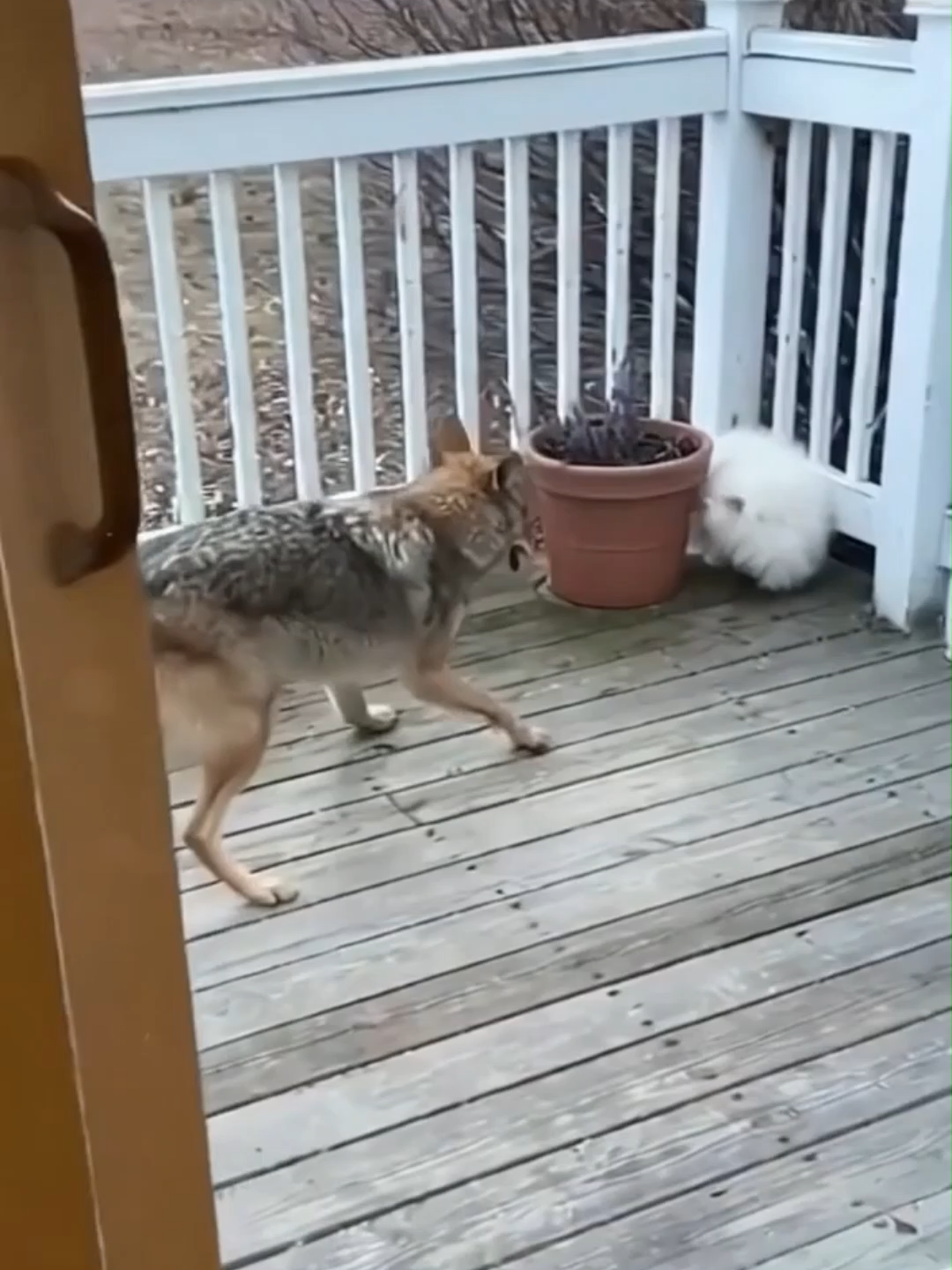 Way to Go, Bubu! #shorts#dogrescue#goldenretriever#hero#survival#cat#HereComesBubu