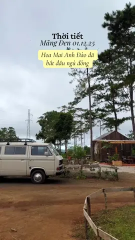 Thời tiết Măng Đen 01.12.25 #thoitietmangden #thoitiethomnay #reviewmangden #mangdentravel #mangden 