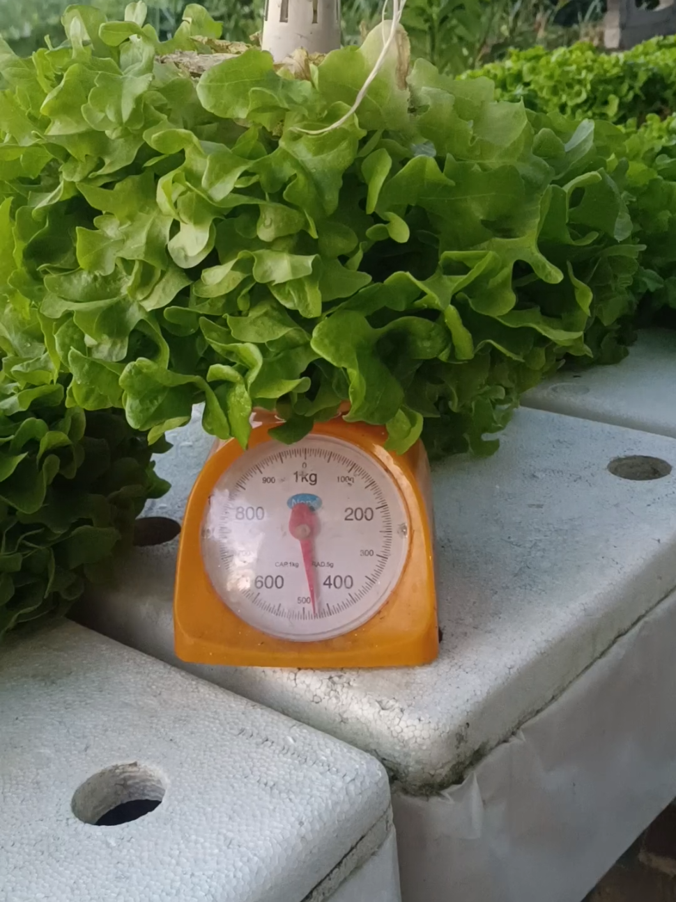 กรีนโอ้ต ต้นละ 4 ขีดจริง#ปลูกผักกินเอง #กรีนโอ๊ค #ผักสลัดไฮโดรโปรนิกส์ระบบน้ํานิ่ง #ผักไฮโดรโปรนิกส์น้ํานิ่ง #สวนผักจอยลี่ที่ปทุมธานี 