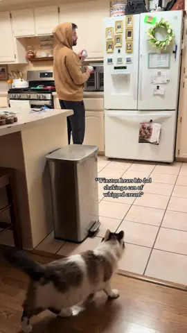 Winston goes absolutely FERAL for whipped cream! 🐈 #winstonthecat #catsoftiktok #catloveswhipcream #funnycatsoftiktok 